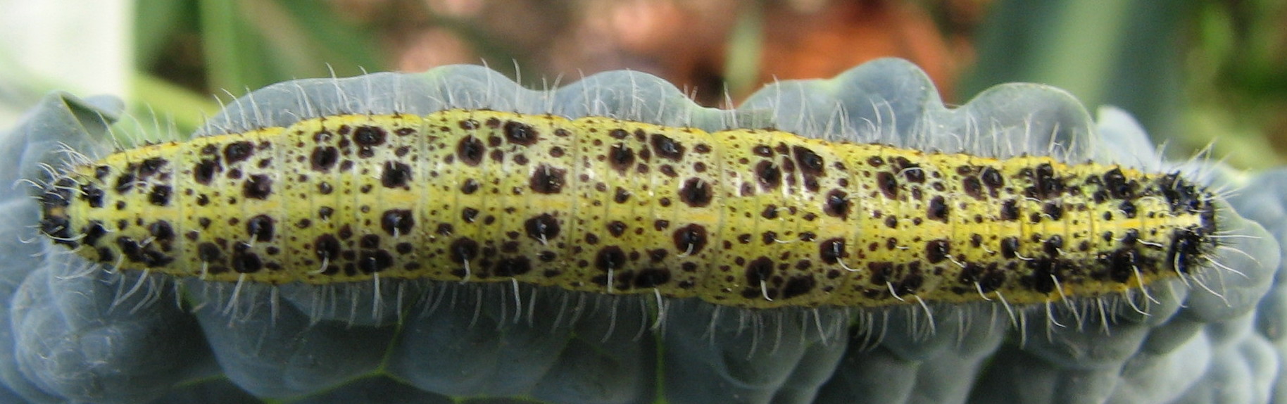 bruco di Pieris brassicae